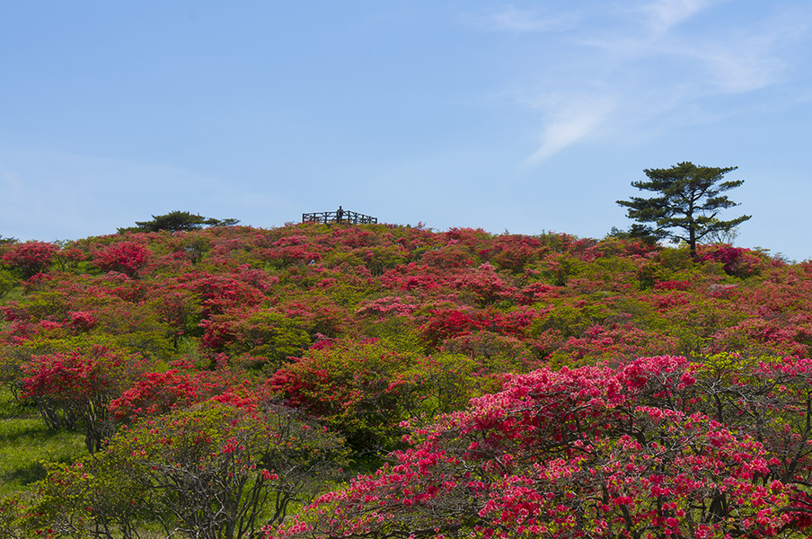 高柴山のつつじ.jpg