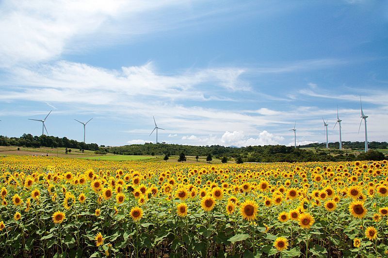 布引高原のひまわり.jpg