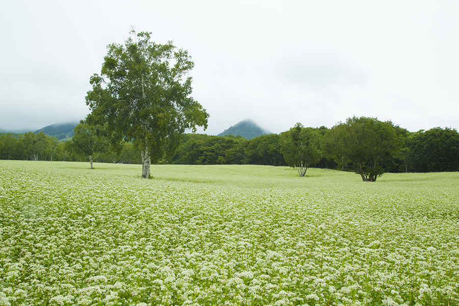 たかつえ蕎麦畑.jpg